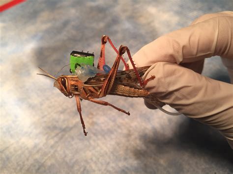 Brain-Jacked Locusts Could Be The Next Bomb Detectors | Popular Science