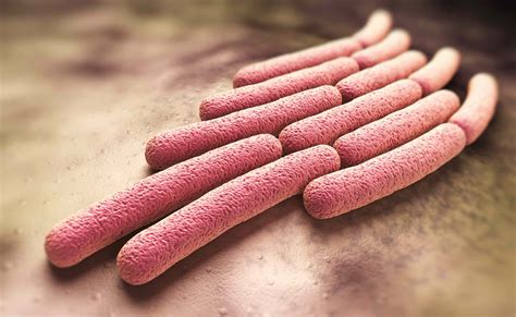 wat  moet weten  shigella med nl
