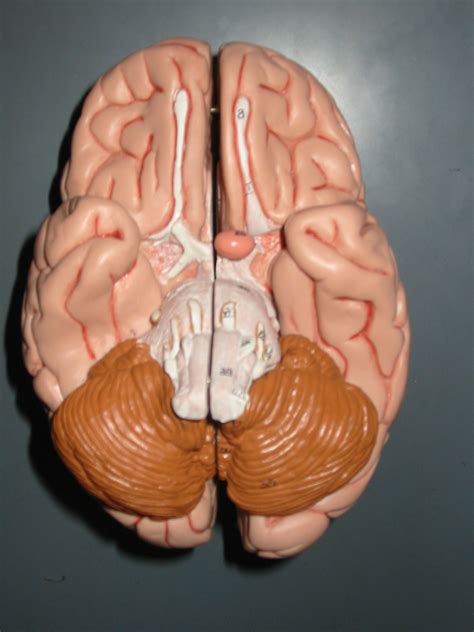 brain models