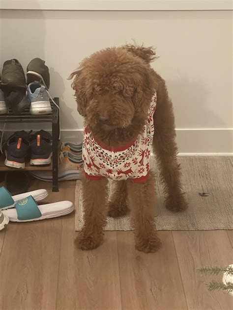 This is an unexpected turn of events” : r/Goldendoodles