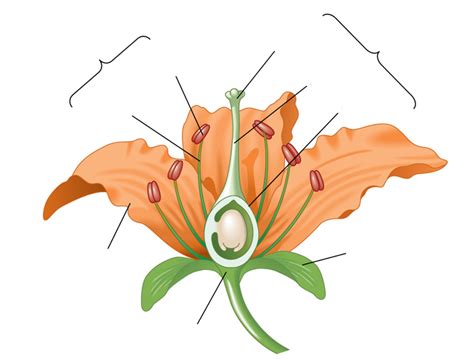 Structure of an idealized flower Diagram | Quizlet