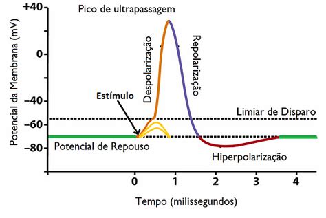 Potencial De Ação Neuronio - Modelo de Fitzhugh-Nagumo para o potencial de ação em neurônios ...