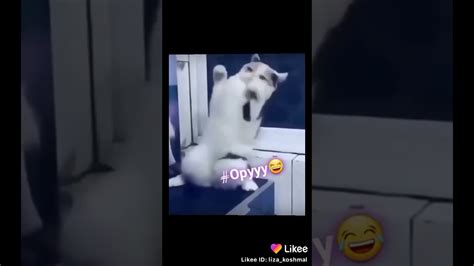 Крутой кот😂😂😂 - YouTube
