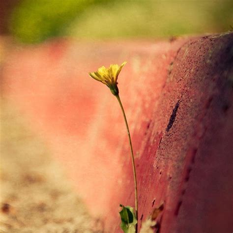 One Flower Wallpapers - Wallpaper Cave