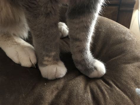 cat feet   cutest cat