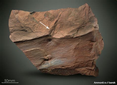 Calamites ( Calamitina ) Sachsei. - Calamites