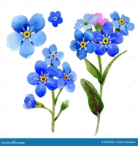 Fiore Dell'arvensis Del Miosotis Del Wildflower in Uno Stile Dell