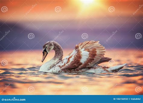 swans   sea  beautiful sunset stock photo image  love port