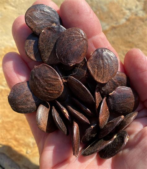 Wisteria Seed Pods and Seeds - Etsy
