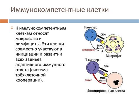 Иммунитет. (Лекция 7.2) - online presentation