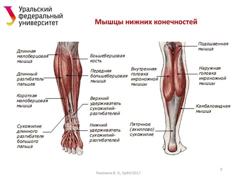 Функции нижних конечностей - online presentation