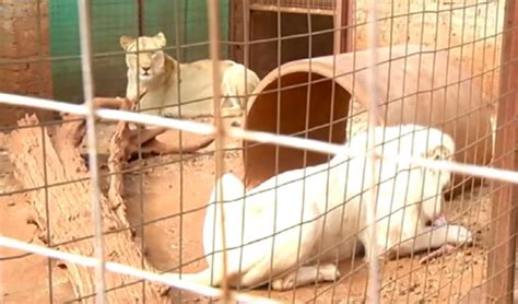 This Rescued White Lion Could Be Sold To Trophy Hunters - The Dodo