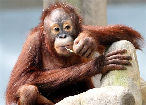 Perbezaan Antara Gorila Dan Orang Utan - legsploaty