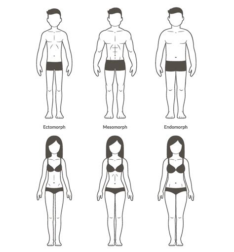 Female body types