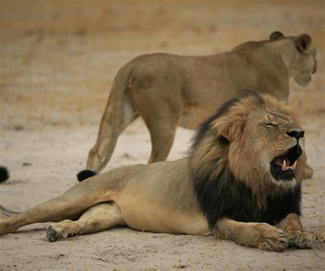 Cecil the lion impact on global hunting laws remains massive 22