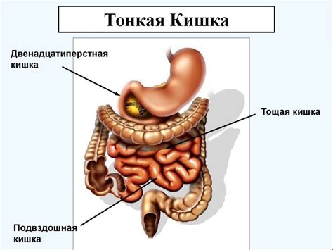 Топографическая анатомия тонкой кишки - презентация онлайн