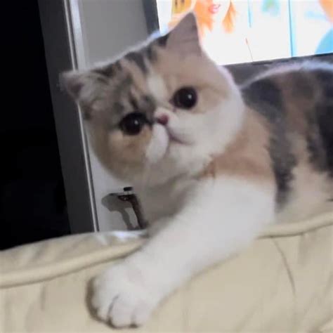 pussyfoot exotics  persians