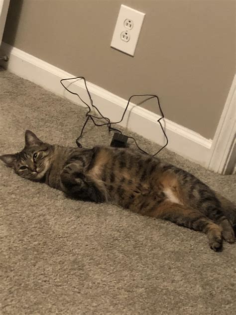 Curled feets and belly fluff combo : r/curledfeetsies