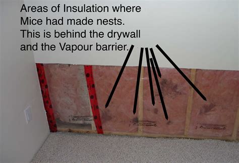 The Tell Tale Signs of Mice and Rats Presence