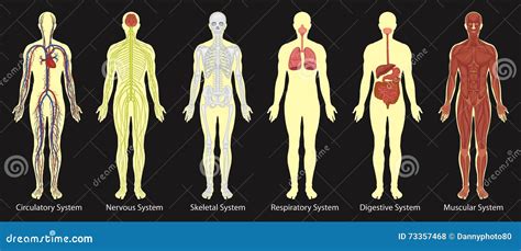 Imagem Do Sistema Do Corpo Humano - Diagrama Dos Sistemas No Corpo Humano Ilustração do Vetor - Imagem ...