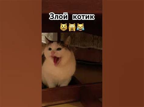 Котик злится 😼😺 #shorts #котики #приколы - YouTube