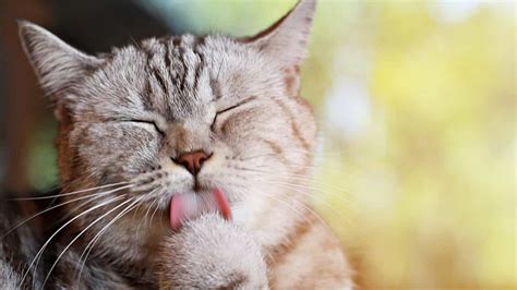 Os gatos sabem os seus nomes?