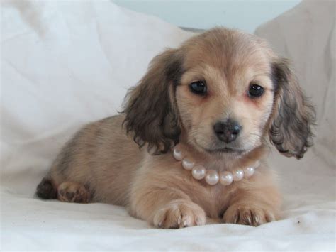 shaded cream longhaired mini dachshund | Dachshund breed, Cream