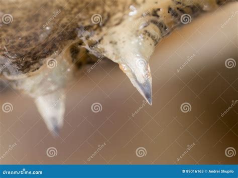 salmon tooth macro stock image image  shape isolated