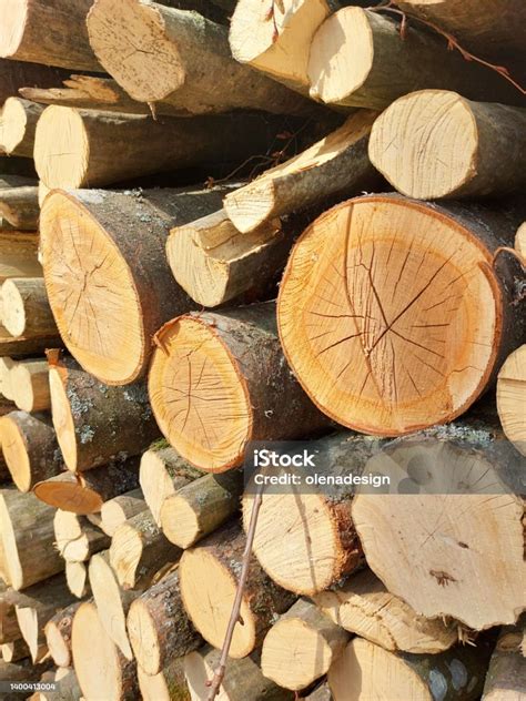 pohon  ditebang  hutan kayu  tumpukan foto stok