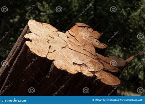 Stump of an African Juniper Tree, in a Forest in East Africa Stock ...
