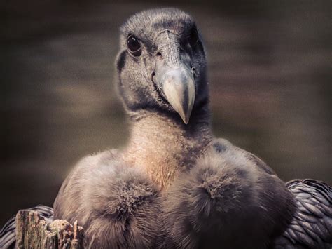 Kondor Foto & Bild | natur, zoo, tiere Bilder auf fotocommunity