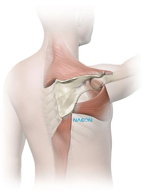 Filepectoralis Major Muscle Anatomy And Function