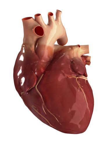 heart works   body functions