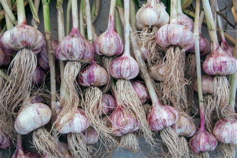 5 traitements pour combattre la vaginite naturellement - Améliore ta Santé