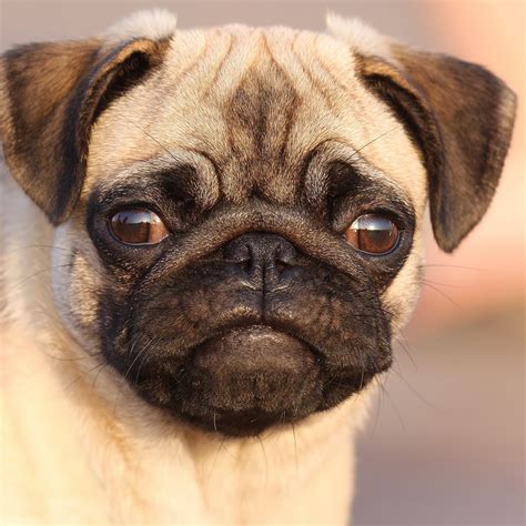 Pug Puppies Wallpaper (61+ images)
