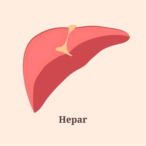 Premium Vector | Icon banner poster flat illustration with human liver ...