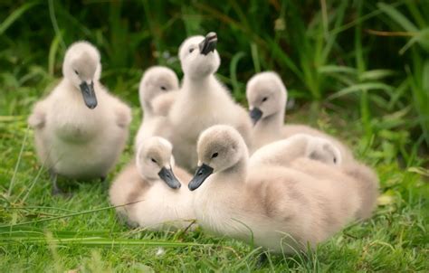 Wallpaper grass, birds, nature, shore, glade, Swan, kids, company ...