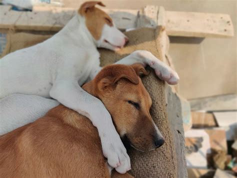 Do Dogs Dream? – Canine Culture