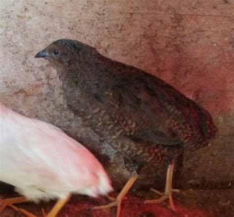 Raising Button Quail