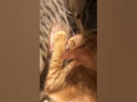Котенок пьет молоко - YouTube