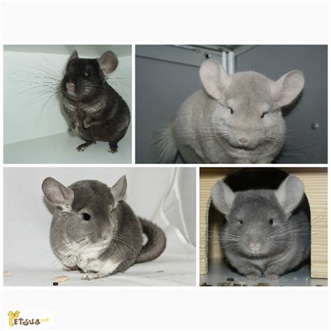 Продам домашний питомник шиншилл, купить домашний питомник шиншилл ...
