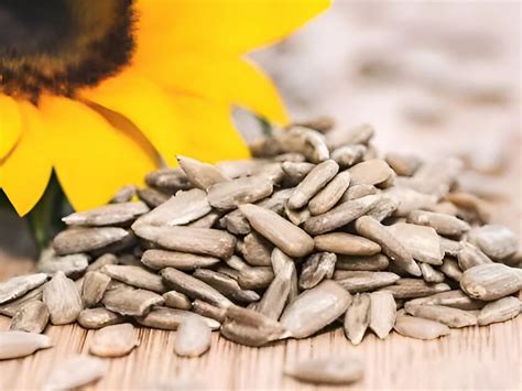 sunflower seeds wholesale price mandi rate  natural sunflower kernel