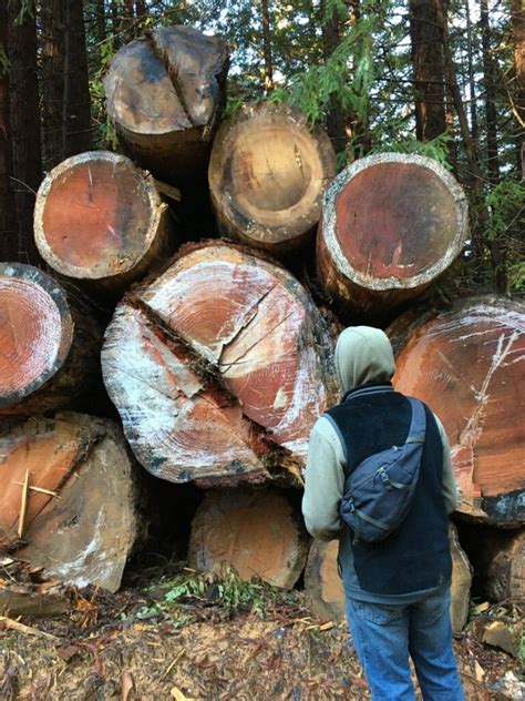 damaged roads large  trees documented  monitors  jackson