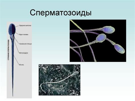 Половая система. Строение и функции - online presentation