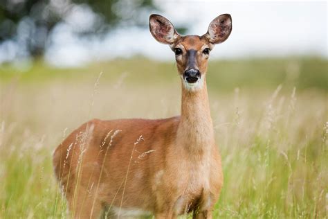 whitetail deer      whitetail deer stock