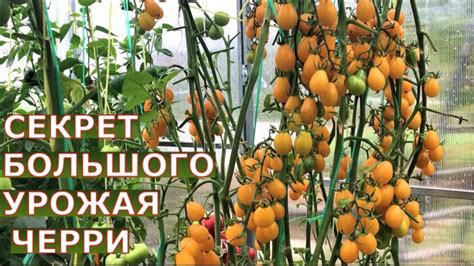 Как вырастить томаты черри? Сажать по два в лунку? Как формировать, как ...