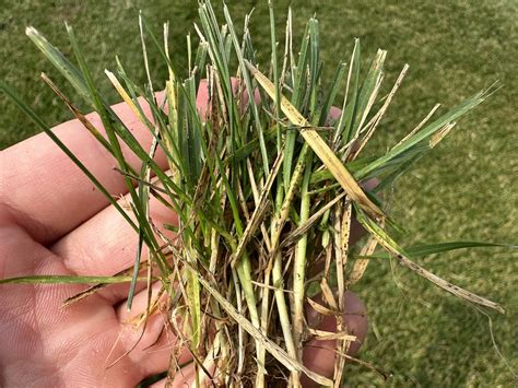 leaf spot lawn care forum