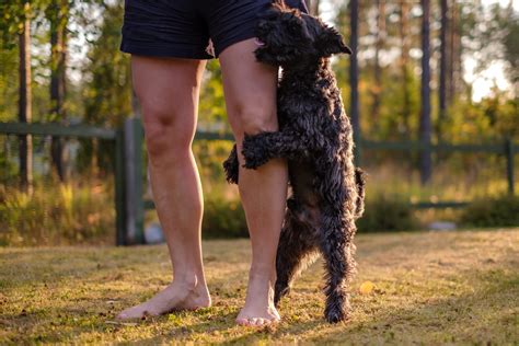 Why Does My Dog Hump My Leg? 4 Vet-Verified Reasons & Tips to Stop It