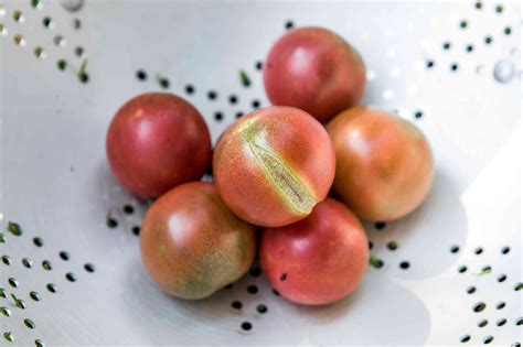 Why Tomatoes Split and Ways to Prevent It
