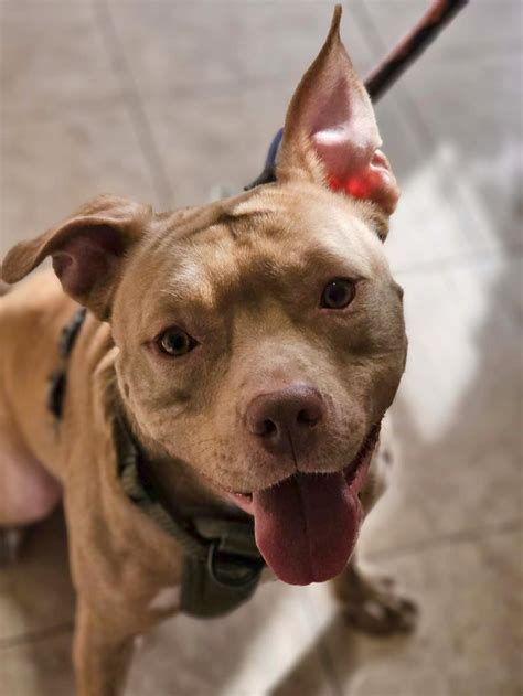 media animal hospital burbank 8